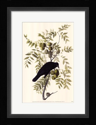 Framed American Crow Print