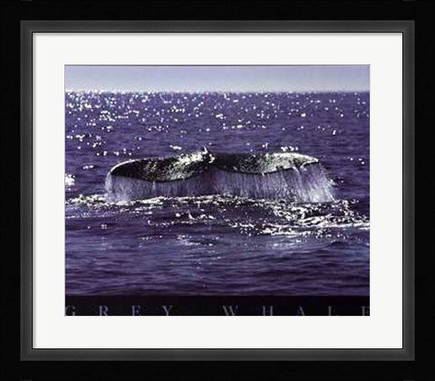 Framed Whale Tale Print