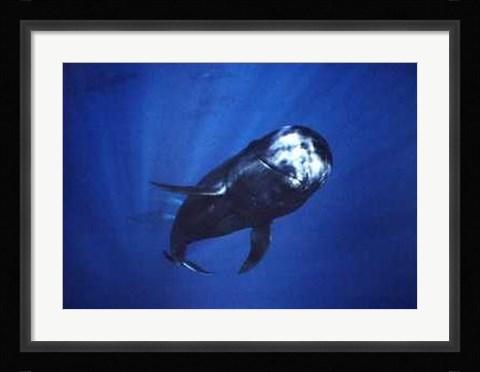 Framed Pilot Whale Print