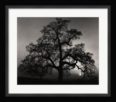 Framed Oak Tree-Sunset City Print