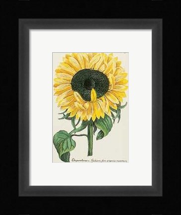 Framed Chrysanthemum Print