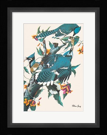 Framed Blue Jay Print