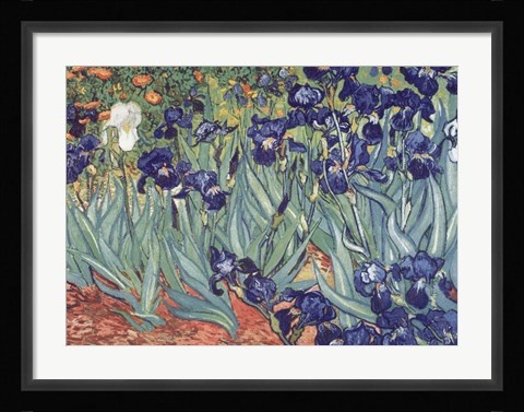 Framed Irises, Saint-Remy, c.1889 Print