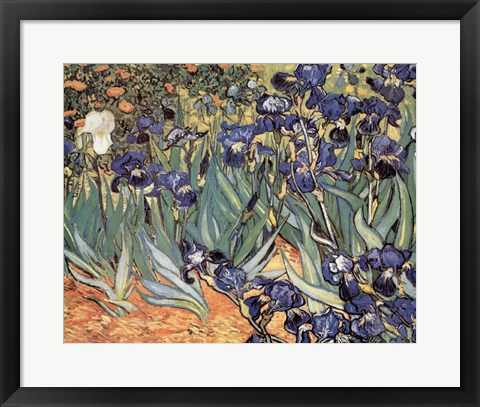 Framed Irises in the Garden, Saint-Remy, c.1889 Print