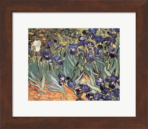 Framed Irises in the Garden, Saint-Remy, c.1889 Print