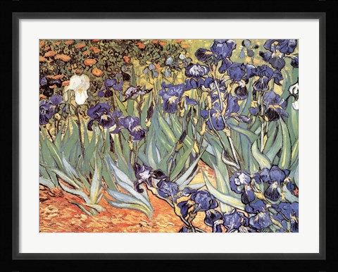Framed Irises in the Garden, Saint-Remy, c.1889 Print