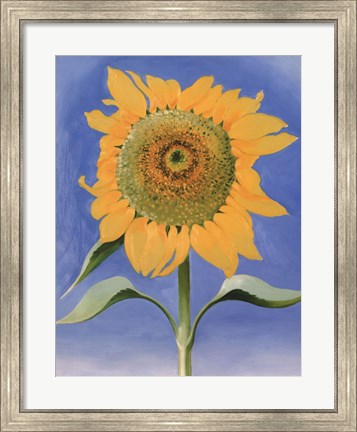 Framed Sunflower, New Mexico, 1935 Print