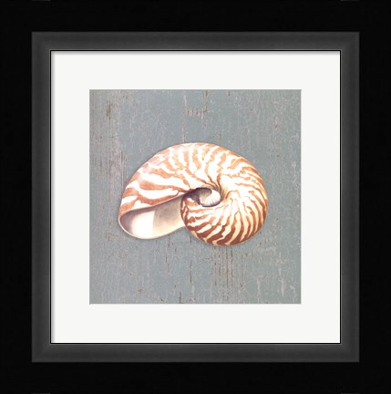 Framed Nautilus Print