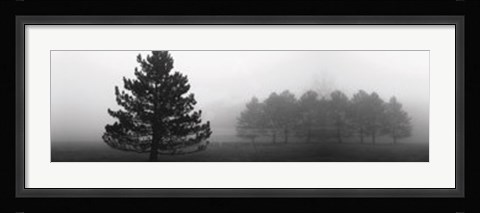 Framed Misty Pines Print