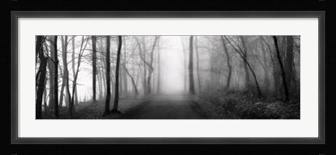 Framed Woodland Walk Print