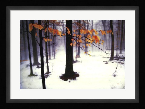 Framed Quiet Woods Print