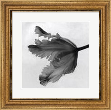 Framed Parrot Tulip II Print