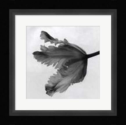 Framed Parrot Tulip II Print