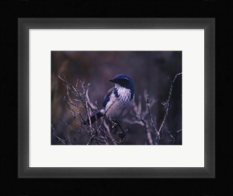 Framed Scrub Jay Print