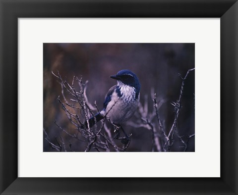 Framed Scrub Jay Print