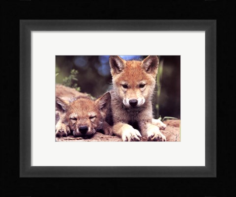 Framed Spring Wolf Pups Print