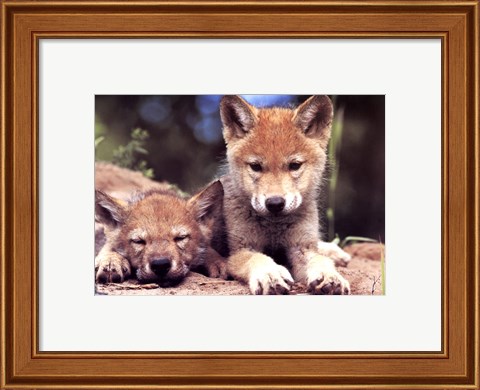 Framed Spring Wolf Pups Print
