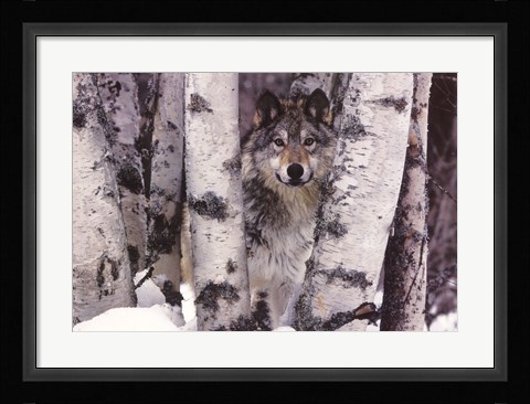 Framed Mountain Ranger Print