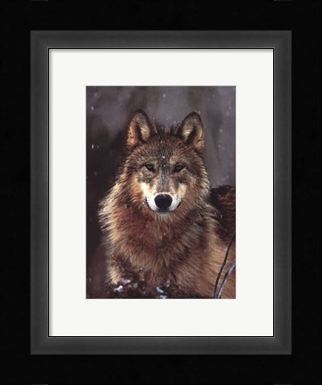 Framed Woodland Pride, Montana Print