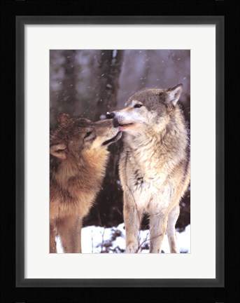 Framed Boreal Interlude, Canada Print