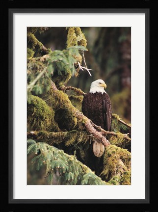Framed Silent Sentinel, Alaska Print