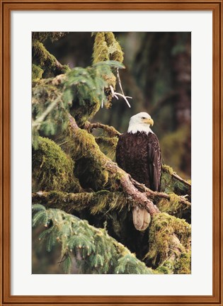 Framed Silent Sentinel, Alaska Print