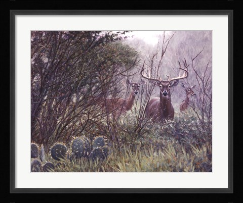 Framed Lone Star Whitetail Print