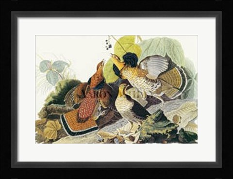 Framed Ruffed Grouse Print