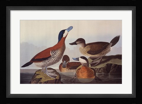 Framed Ruddy Duck Print