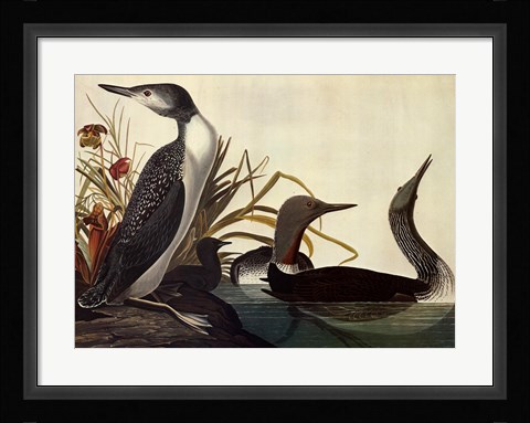 Framed Red Throated Diver Print