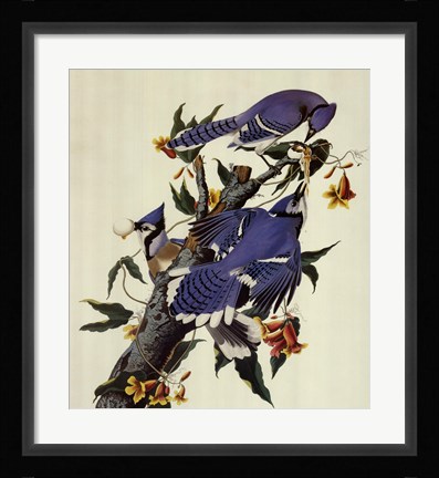 Framed Blue Jay Print