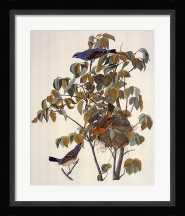 Framed Blue Grosbeak Print