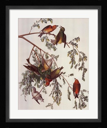 Framed American Crossbill Print