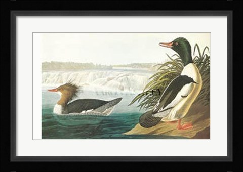 Framed Goosander Print