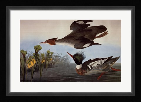 Framed Red Breasted Merganser Print