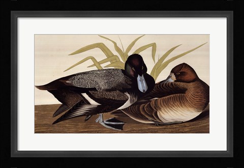 Framed Scaup Duck Print