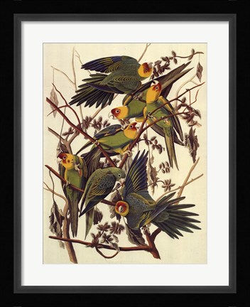 Framed Carolina Parrot Print