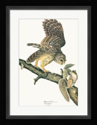 Framed Barred Owl Print