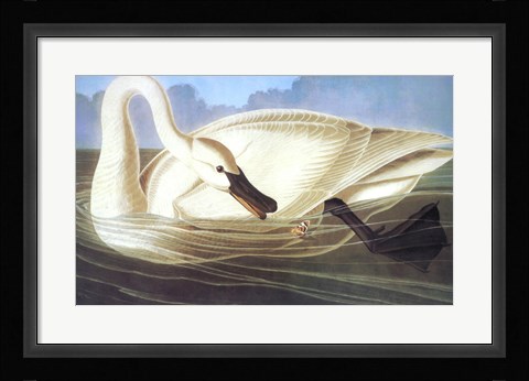 Framed Trumpeter Swan Print