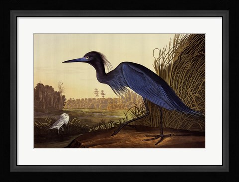 Framed Blue Crane Or Heron Print