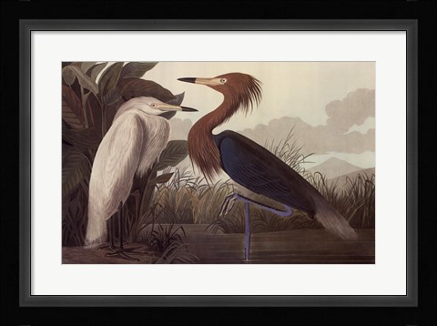 Framed Purple Heron Print