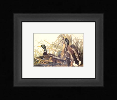 Framed Mallard Duck Print