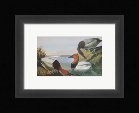 Framed Canvas Backed Duck Print