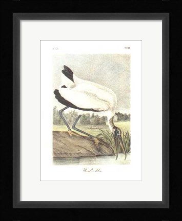 Framed Wood Ibis Print