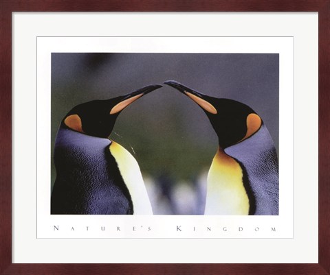 Framed King Penguins Print