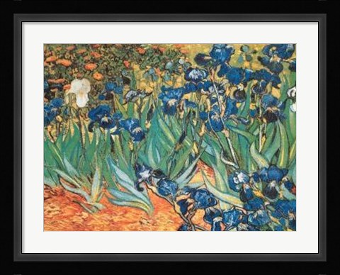 Framed Iris Garden Print