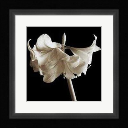 Framed Amaryllis Print