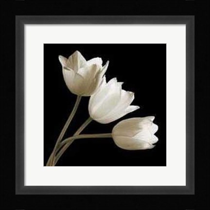 Framed Three Tulips Print