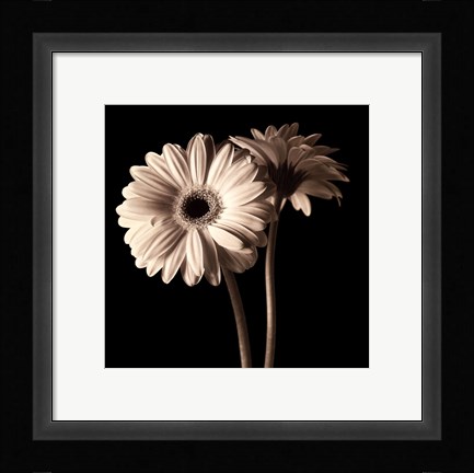 Framed Gerber Daisies I Print