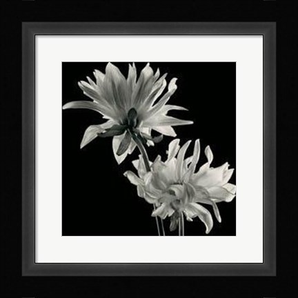 Framed Dahlia Print